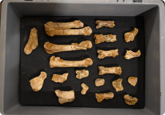 Ensemble d’ossements fossiles soigneusement rangés dans une caisse de conservation.